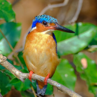 Malagasy Kingfisher